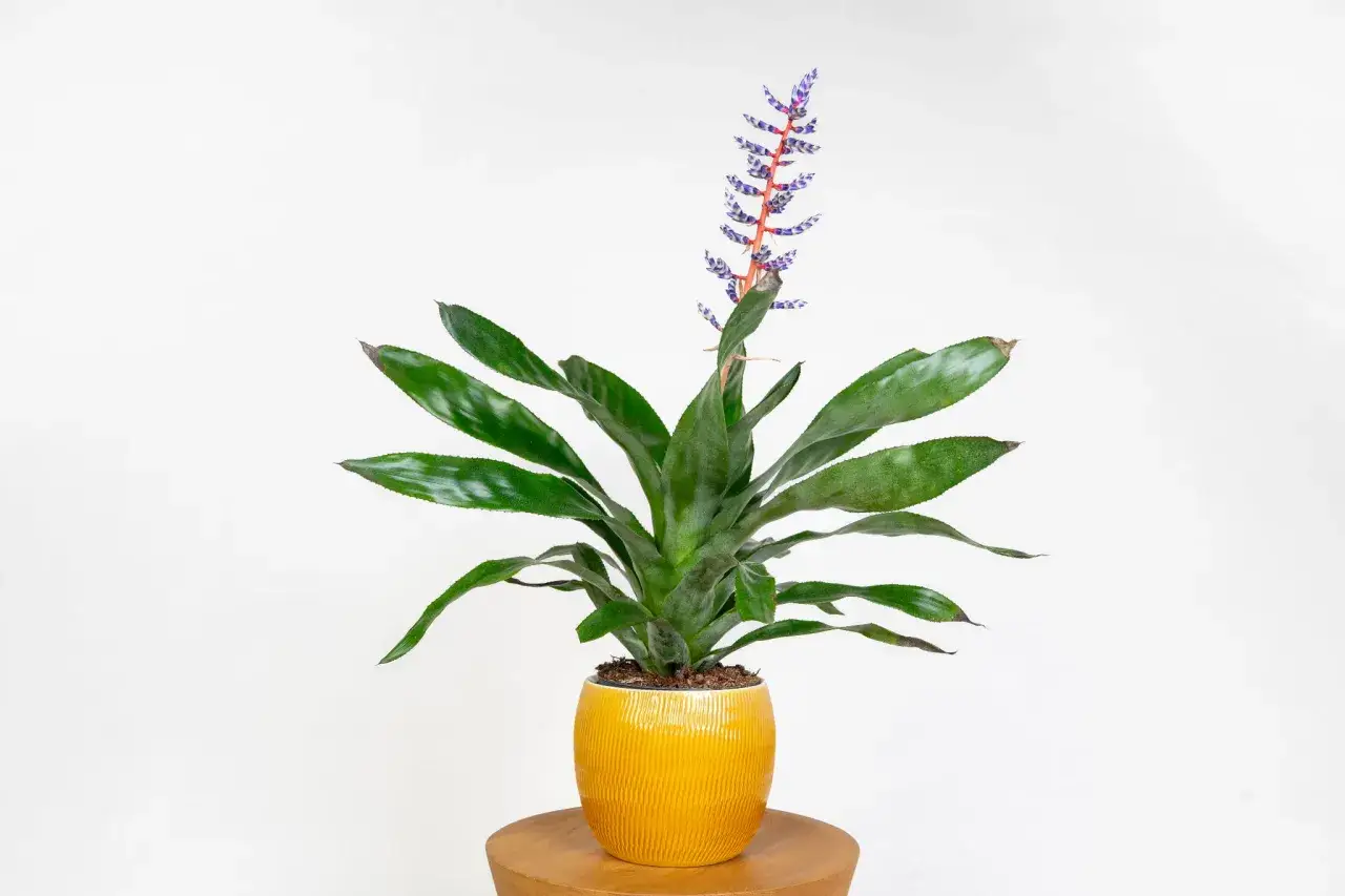 Kwiat aechmea jak pielęgnować? Ta bromelia w żółtej doniczce zachwyca purpurowym kwiatostanem.