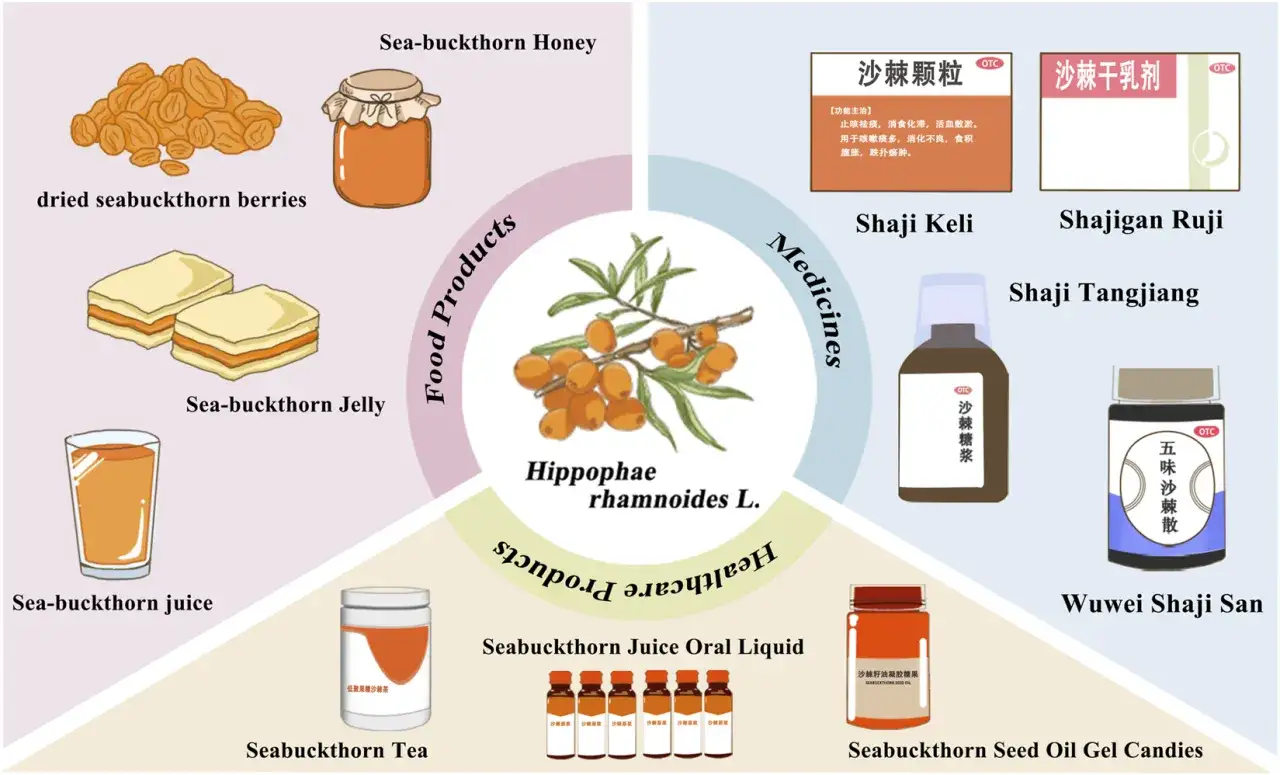L'olivello spinoso propriet&agrave;: bacche essiccate, miele, gelatina, succo, t&egrave;, caramelle all'olio di semi e vari medicinali.