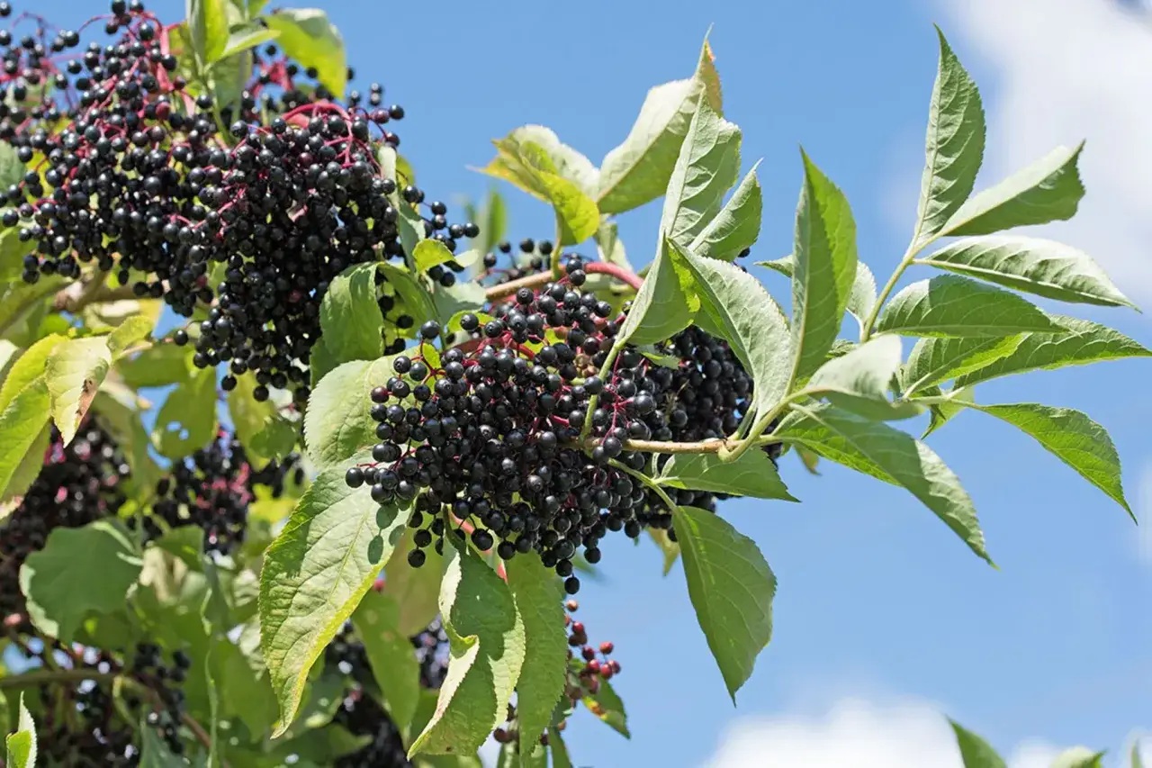 Reife, dunkle Holunderbeeren h&auml;ngen in B&uuml;scheln an einem Ast. Die gr&uuml;nen Bl&auml;tter und der blaue Himmel bilden einen sch&ouml;nen Kontrast.