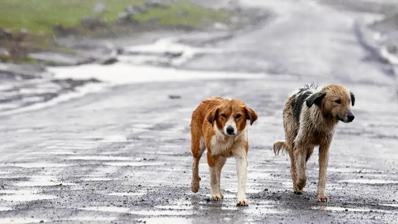 Dos perros abandonados en Espa&ntilde;a caminan bajo la lluvia por un camino rural.
