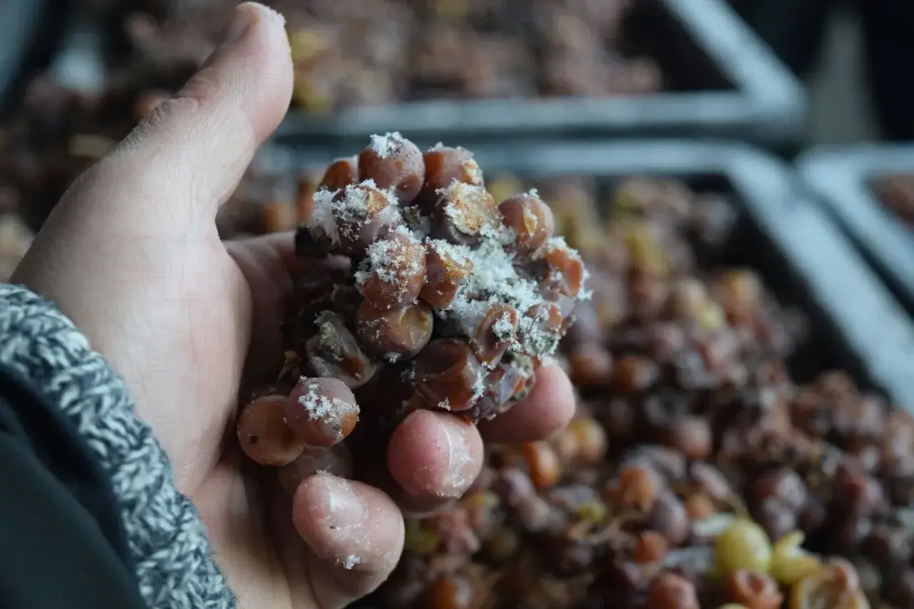 Gefrorene Trauben in einer Hand, bereit zur Herstellung von Eiswein. Was ist Eiswein? Ein s&uuml;&szlig;er Wein aus gefrorenen Beeren.