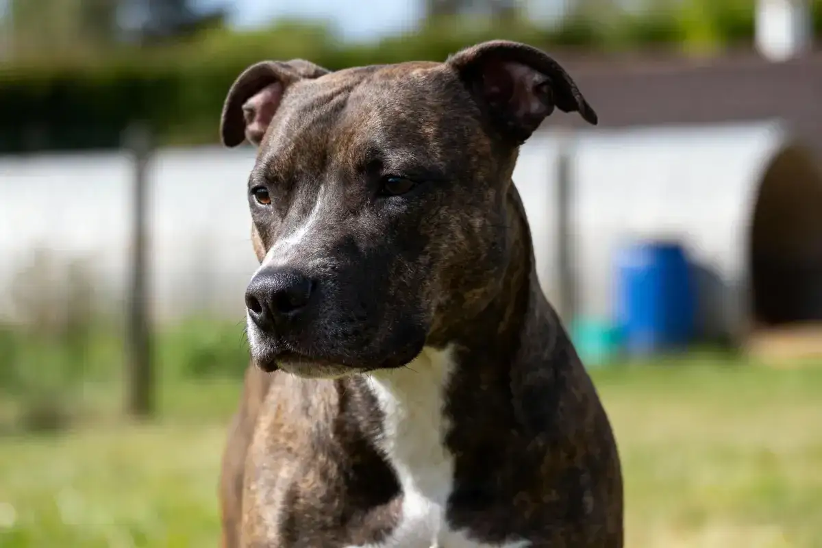 Un pit bull au pelage bringé et blanc, le regard attentif, se tient dans un jardin ensoleillé.