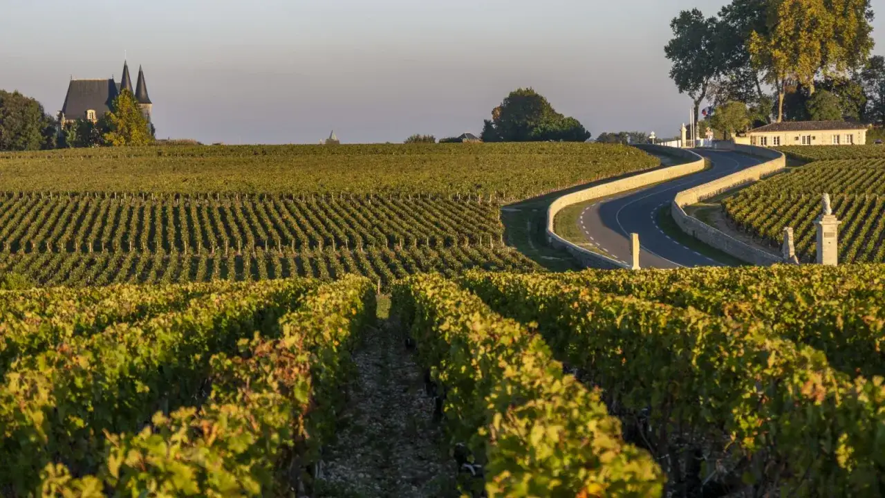 Vigneti dorati a Saint-Estèphe, con un castello sullo sfondo e una strada tortuosa che attraversa il paesaggio.