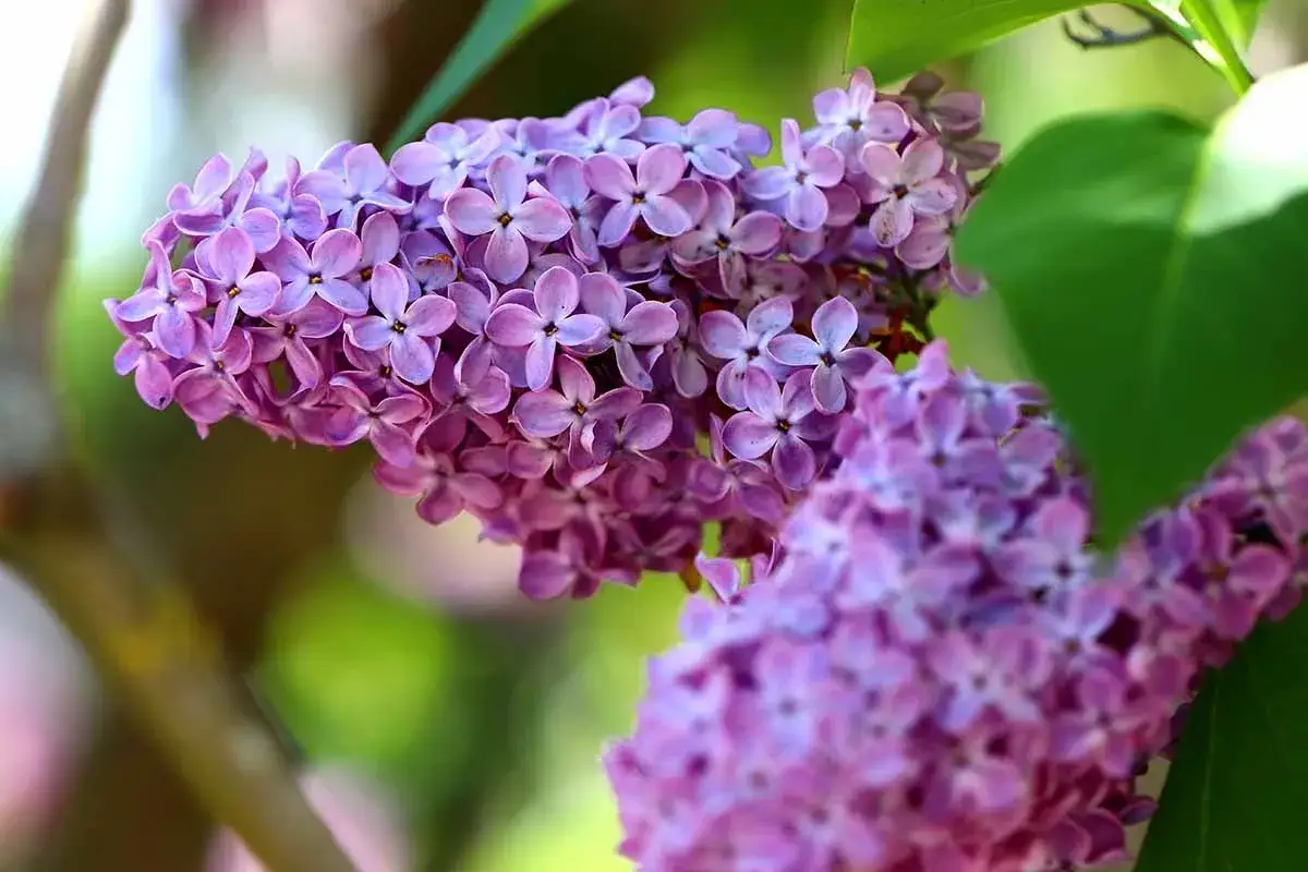 Close-up of delicate purple lilac blossoms, showcasing the variety of types of lilacs in bloom.