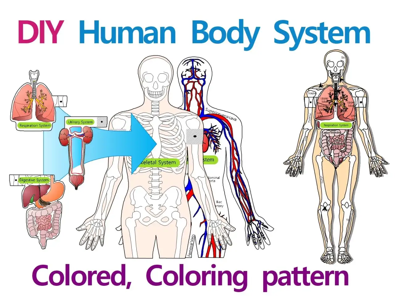 Un modellino corpo umano fai da te illustra sistemi scheletrico, respiratorio, urinario e digestivo. Perfetto per imparare divertendosi.