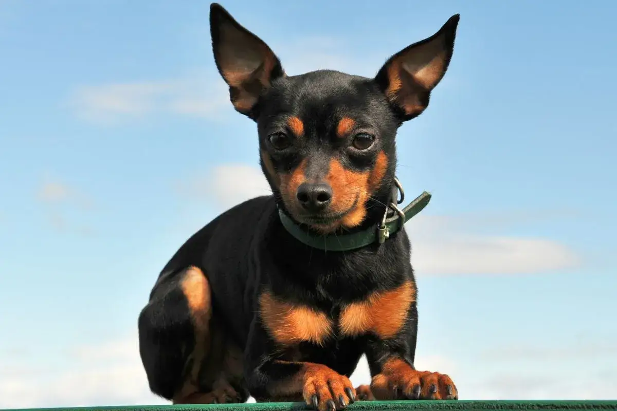 Mały, czarny pinczer holenderski z rudymi znaczeniami, siedzi na zielonej powierzchni, patrząc w obiektyw.