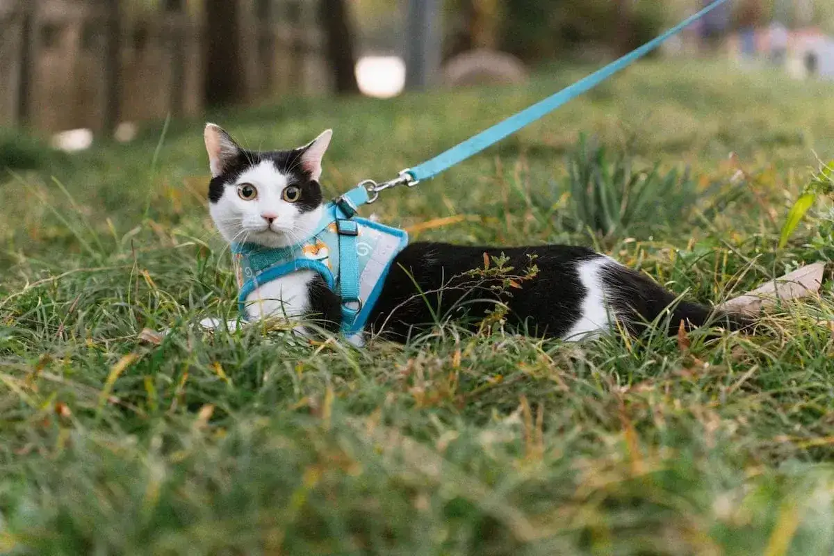 Chat noir et blanc, curieux, allongé dans l'herbe, portant un harnais bleu avec des renards. Quel harnais pour chat est parfait pour l'aventure !