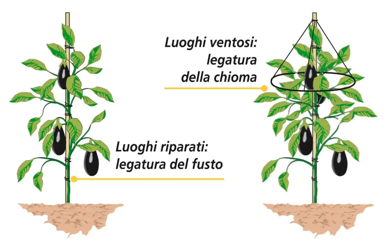 Illustrazione di piante di melanzane con indicazioni su come legarle in base al luogo. Il periodo melanzane &egrave; un momento cruciale per la loro crescita.