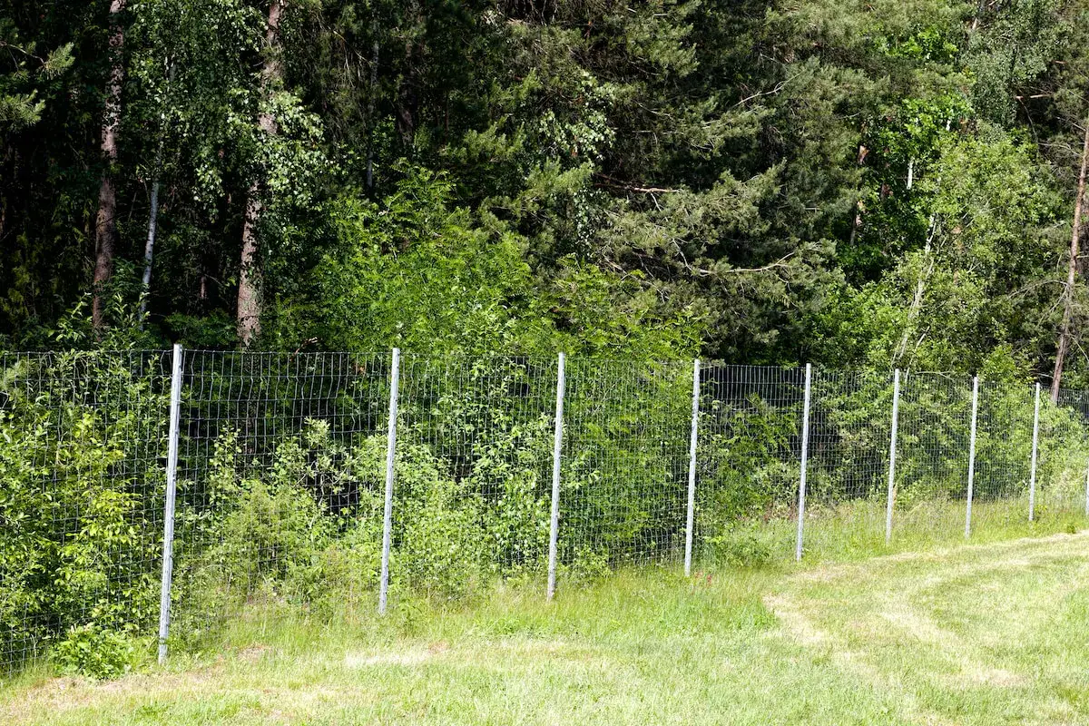 Siatka ogrodzeniowa wyznacza odległość domu od lasu. Za nią bujna zieleń i drzewa.