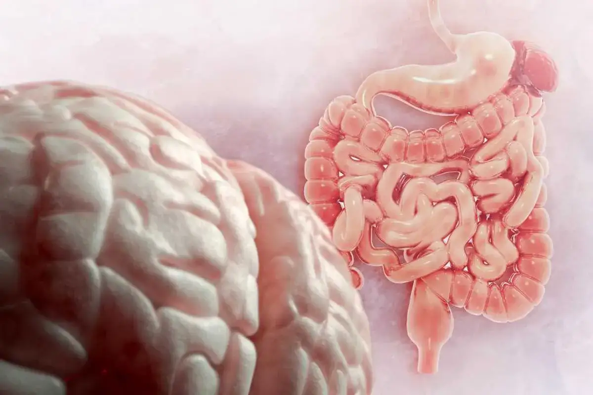 Cervello e intestino collegati, mostrando come l'ansia e strane sensazioni allo stomaco possano influenzare il nostro benessere.