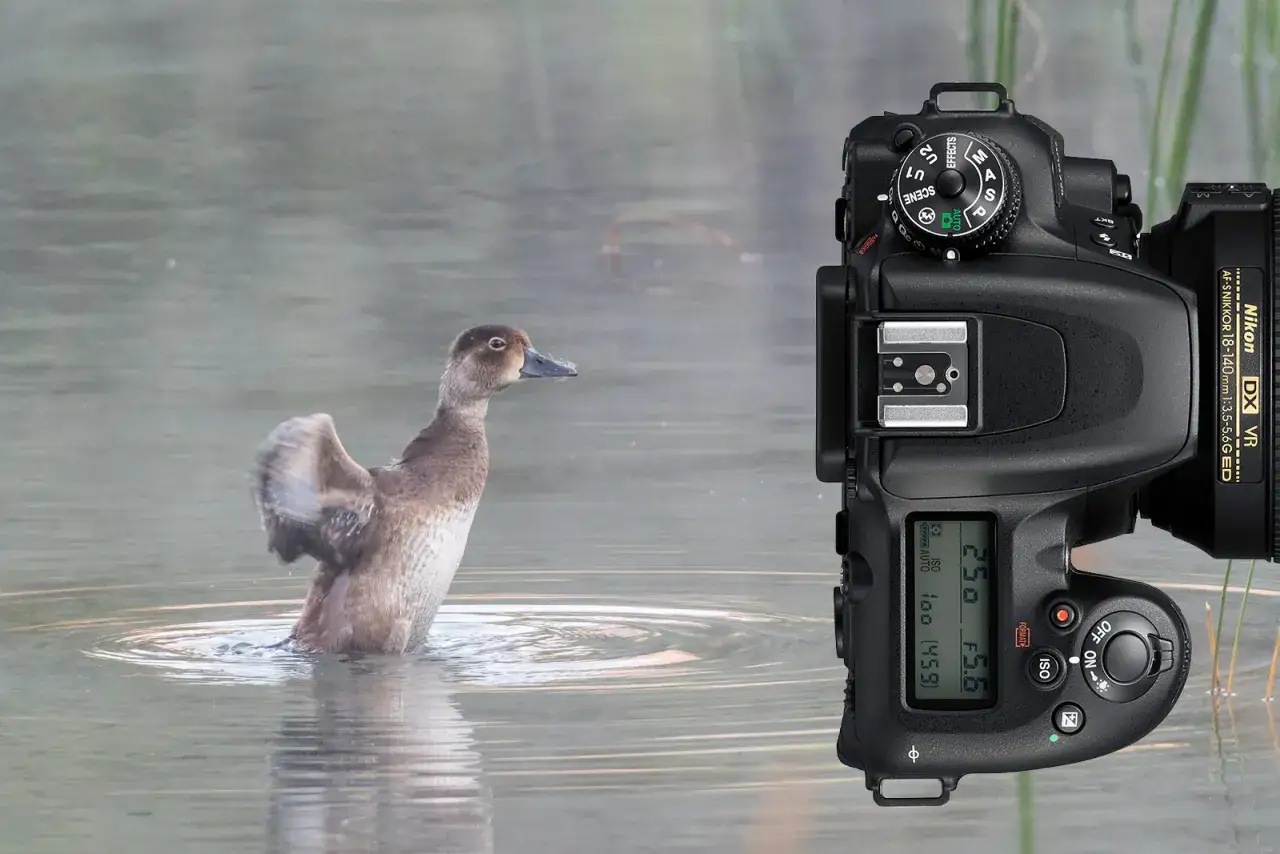 En and som flaxar med vingarna i vatten, bredvid en Nikon D7500 som &auml;r redo f&ouml;r ett test.