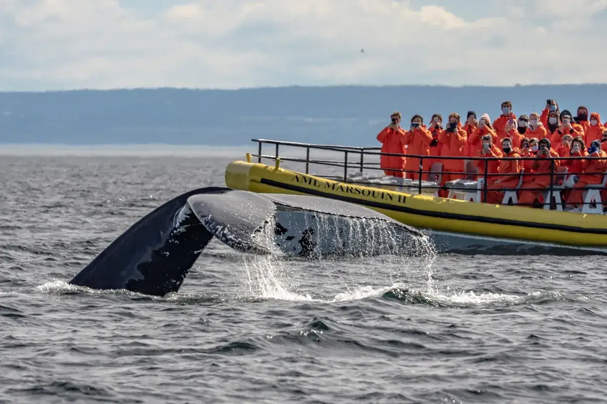Avistamiento de ballenas en Canadá con niños. Un grupo en un barco amarillo observa la cola de una ballena emergiendo del agua.