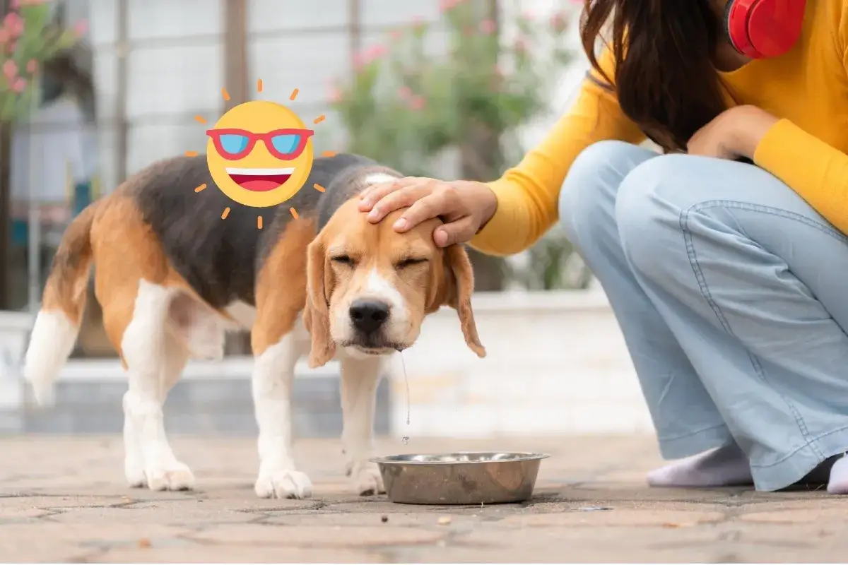 Un beagle con gafas de sol sonrientes y una mano acarici&aacute;ndolo. El perro bebe agua, quiz&aacute;s porque los perros comen menos en verano.
