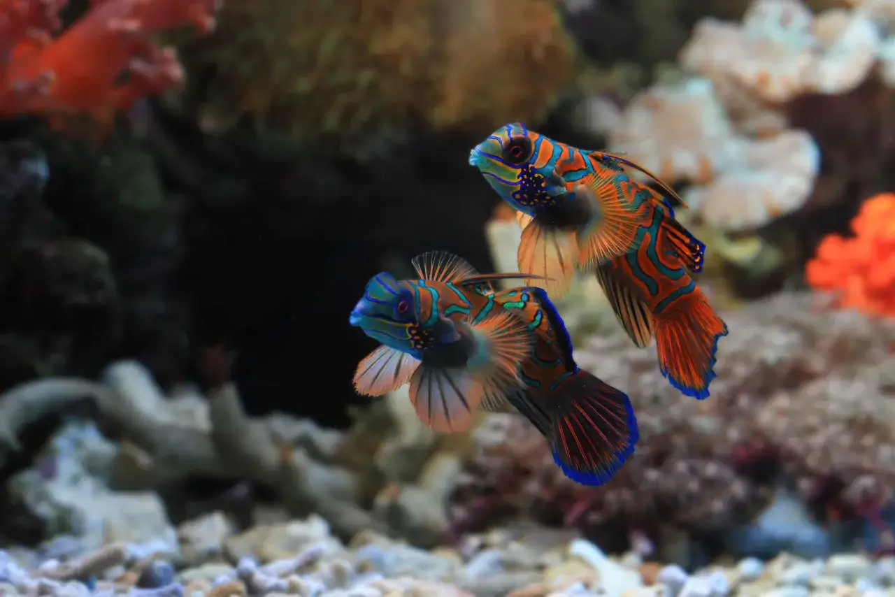 Due pesci mandarino nuotano in un acquario, mostrando i loro colori vivaci. Sono pesci bellissimi in acqua dolce, con disegni intricati e pinne a ventaglio.