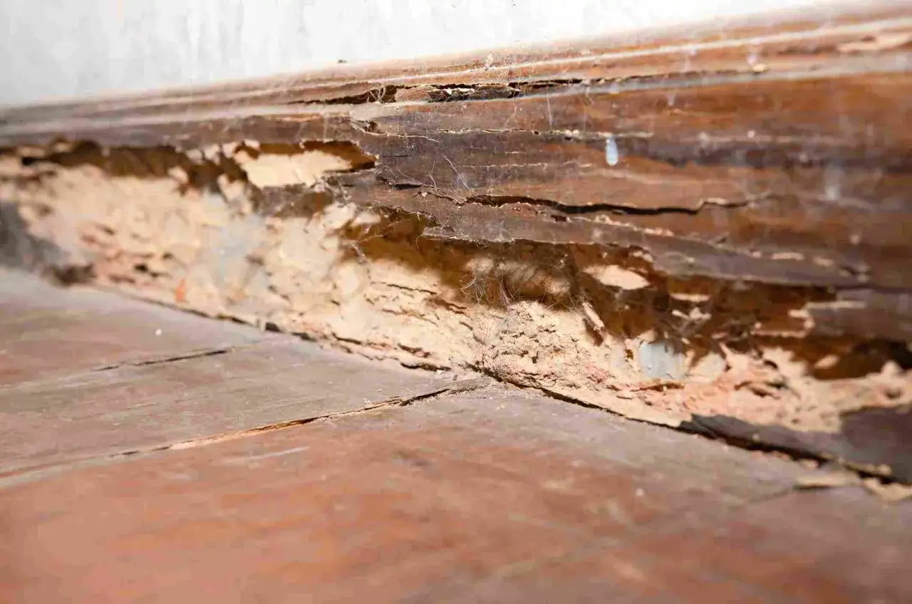 Madera carcomida por termitas, un problema que se puede abordar con vinagre para eliminar termitas.