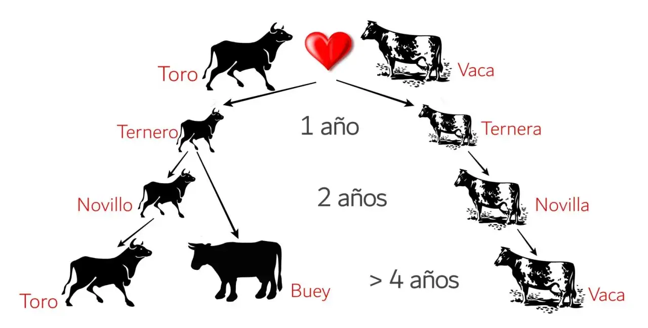 Diagrama del ciclo de vida bovino: un toro y una vaca se unen, dando lugar a terneros y terneras que crecen hasta ser novillos, novillas, bueyes o vacas.