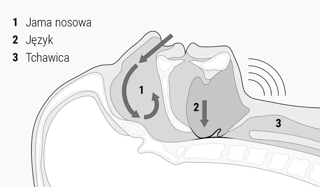 mechanizm chrapania uproszczony schemat