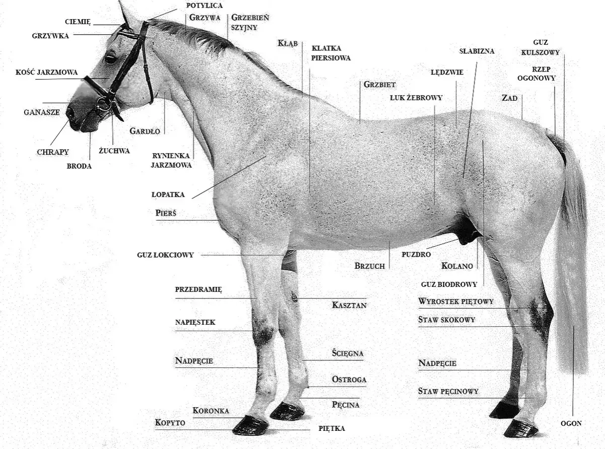 Anatomia konia: grzbiet, łopatka, pierś, staw skokowy. Ilustracja pokazuje budowę konia, w tym staw skokowy, który może ulec zapaleniu u koni.