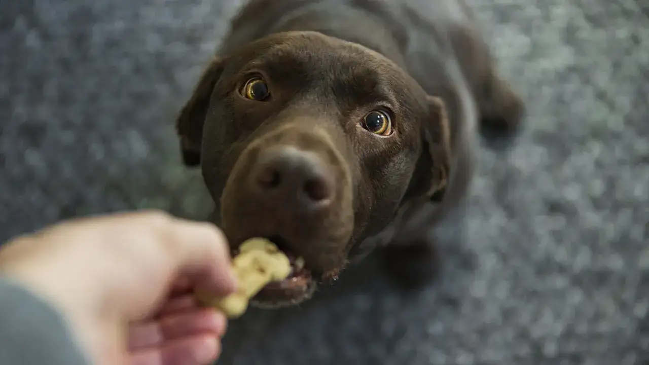 Un chien brun savoure une friandise, un moment qui pourrait faire l'objet d'un avis v&eacute;t&eacute;rinaire sur son alimentation.