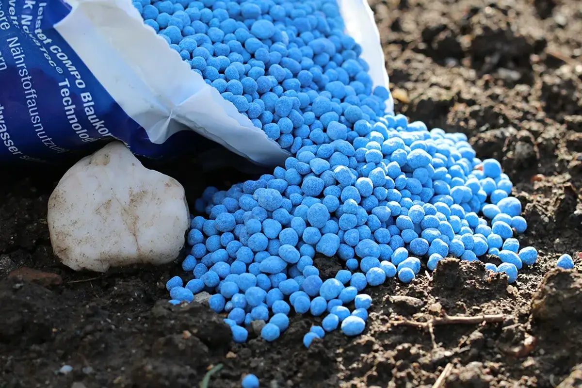 Blaukorn, ein D&uuml;nger, der giftig sein kann, wird aus einer T&uuml;te auf den Boden gesch&uuml;ttet.