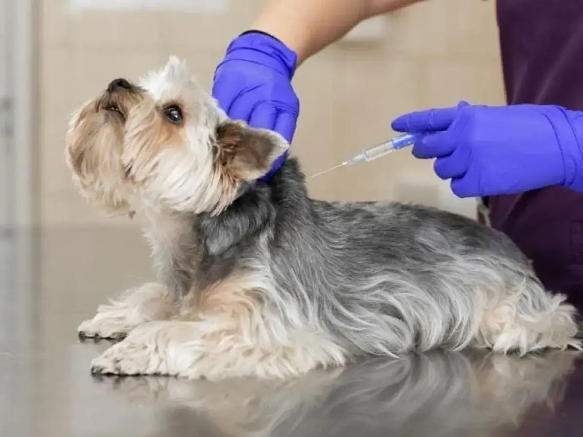 Un veterinario administra una inyecci&oacute;n a un perro Yorkshire Terrier. Este procedimiento puede ser parte de los requisitos para sacrificar un perro.