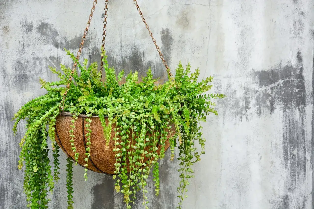 Cesta de coco con exuberantes plantas colgantes exterior, creando un efecto cascada verde contra una pared de cemento texturizado.
