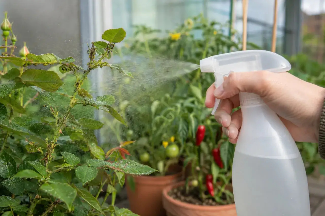 En hand sprutar såpvatten mot ohyra på en rosbuske. I bakgrunden syns tomatplantor med chili.