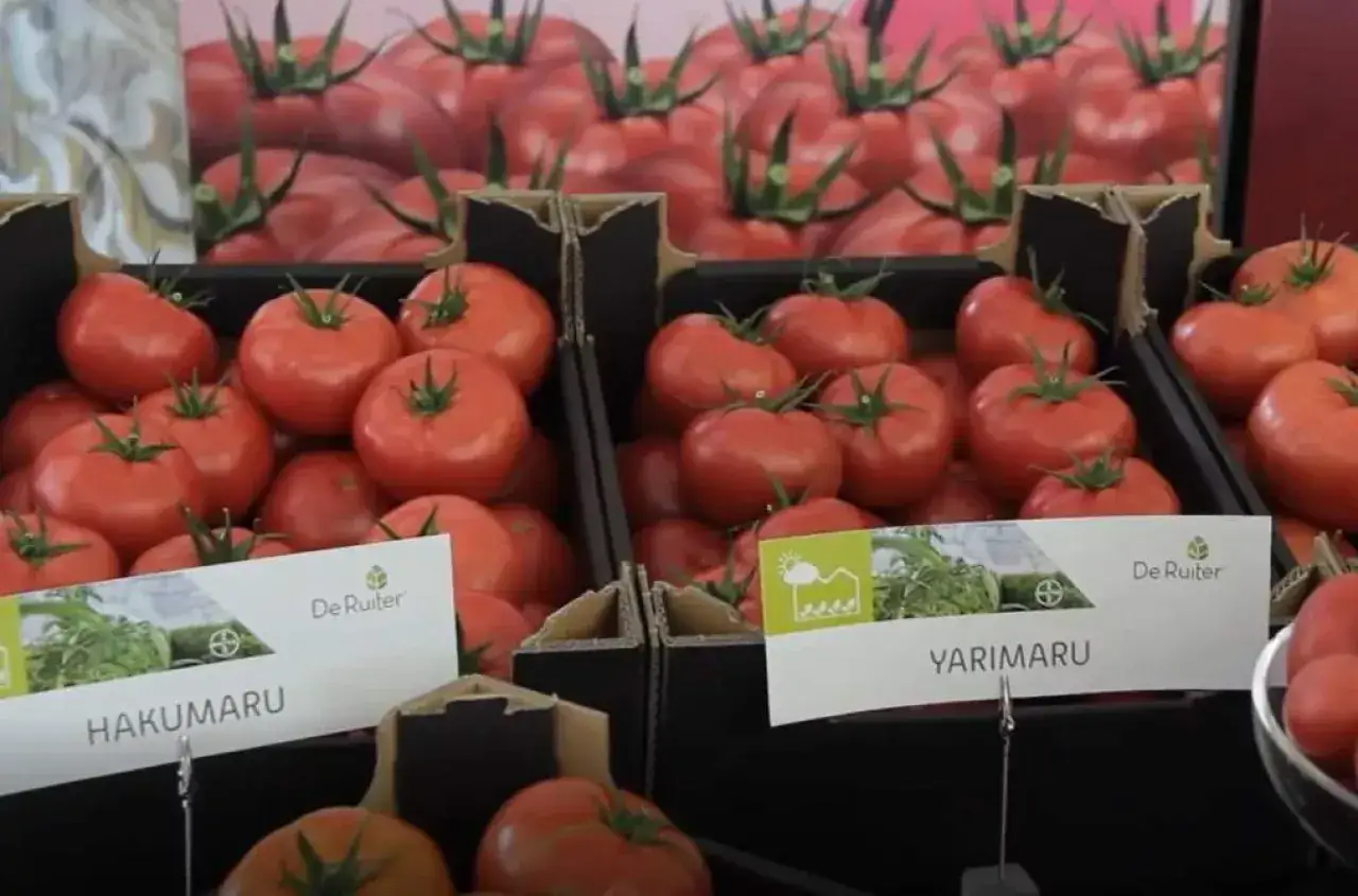 Pomidory malinowe: Hakumaru i Yarimaru, odmiany polecane. W tle rząd czerwonych pomidorów.