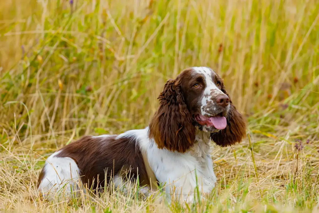 Ein braun-weißer English Springer Spaniel liegt entspannt im hohen Gras und genießt die Natur.