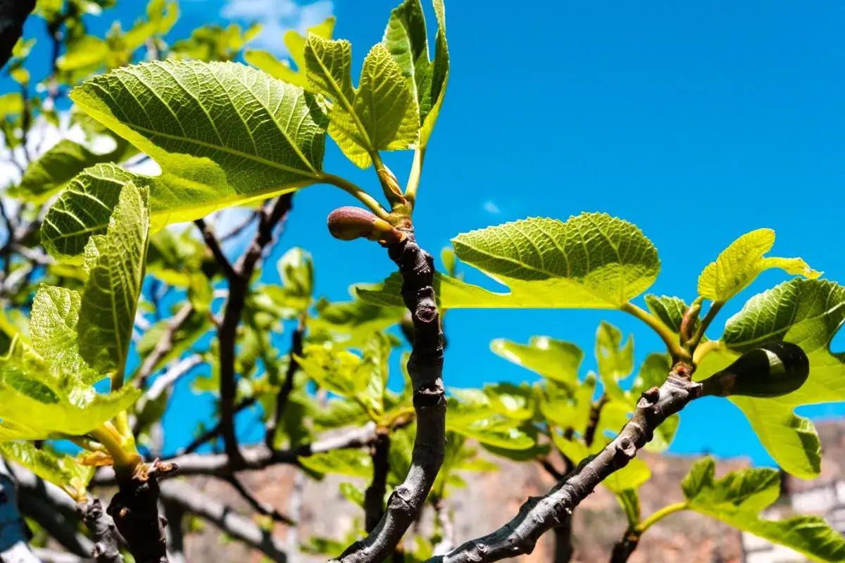 Une jeune figue verte pend d'une branche, entourée de feuilles luxuriantes sous un ciel bleu éclatant.