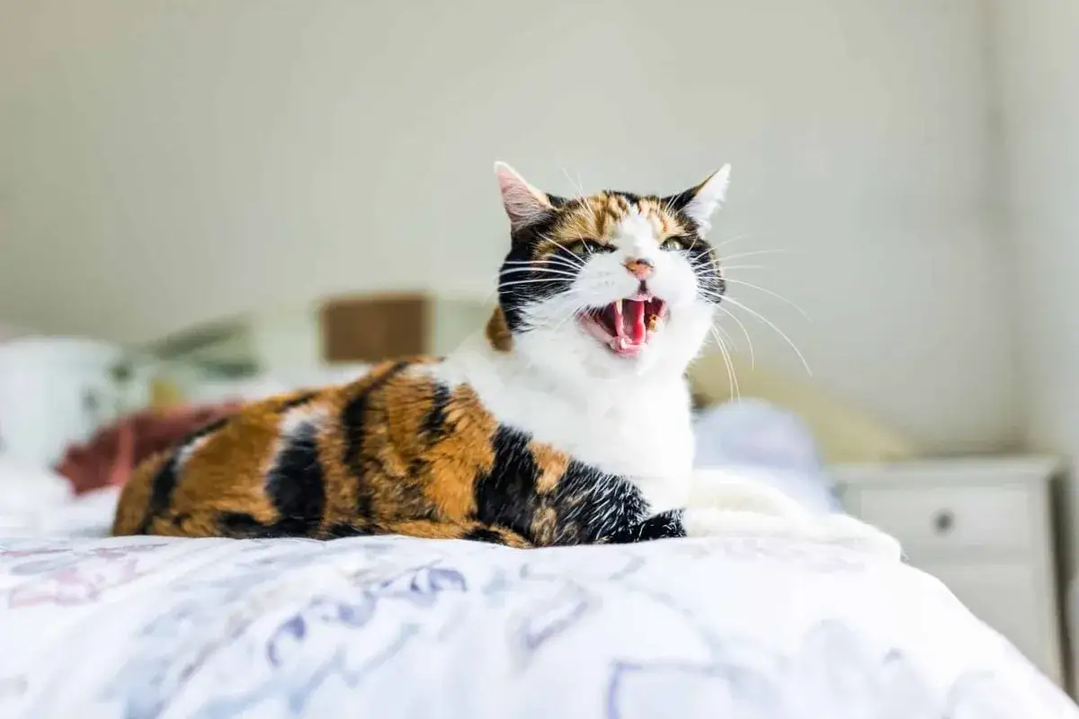 Gato tricolor con la boca abierta, parece que mi gato bufa al nuevo gatito.