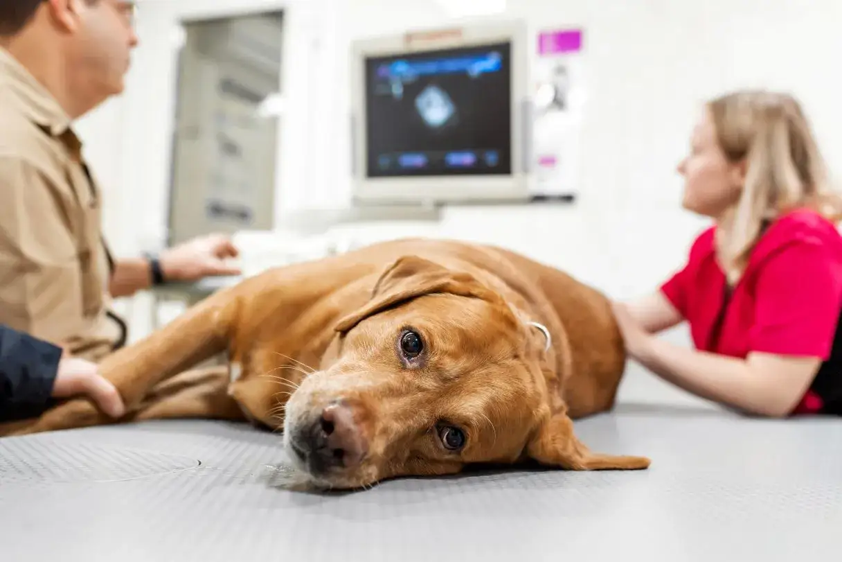 Un chien brun repose sur une table, son regard fatigué fixant l'objectif. Des vétérinaires examinent son échographie, cherchant des signes d'insuffisance rénale chez le chien.