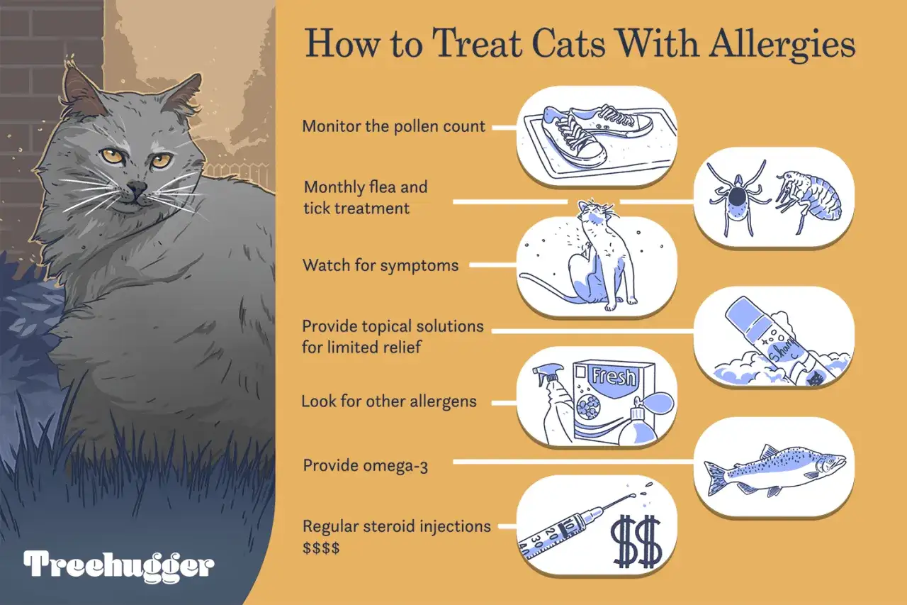 En gr&aring; katt sitter bredvid en lista &ouml;ver hur man behandlar kattallergi, inklusive tips som &ouml;vervaka pollen, f&auml;stingbehandling och omega-3.