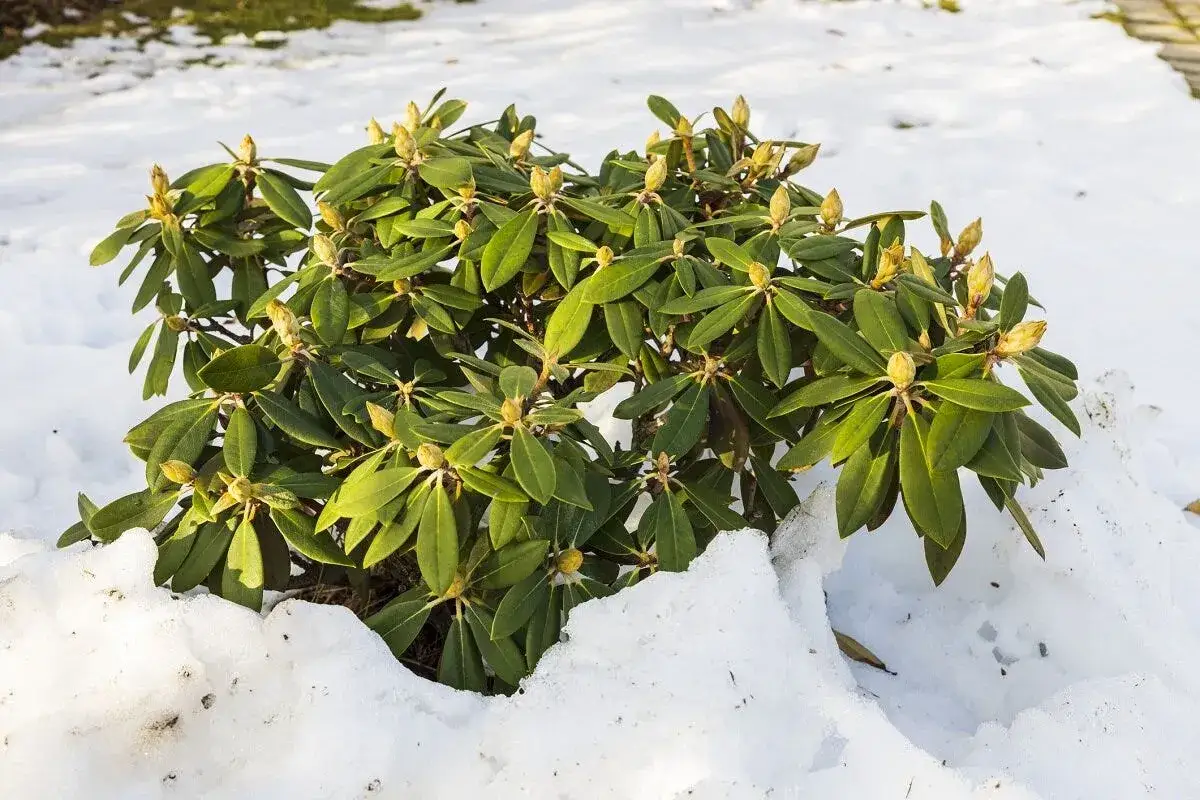 Zielony rododendron zimą, z pąkami kwiatowymi gotowymi do rozkwitu, przebija się przez śnieg.