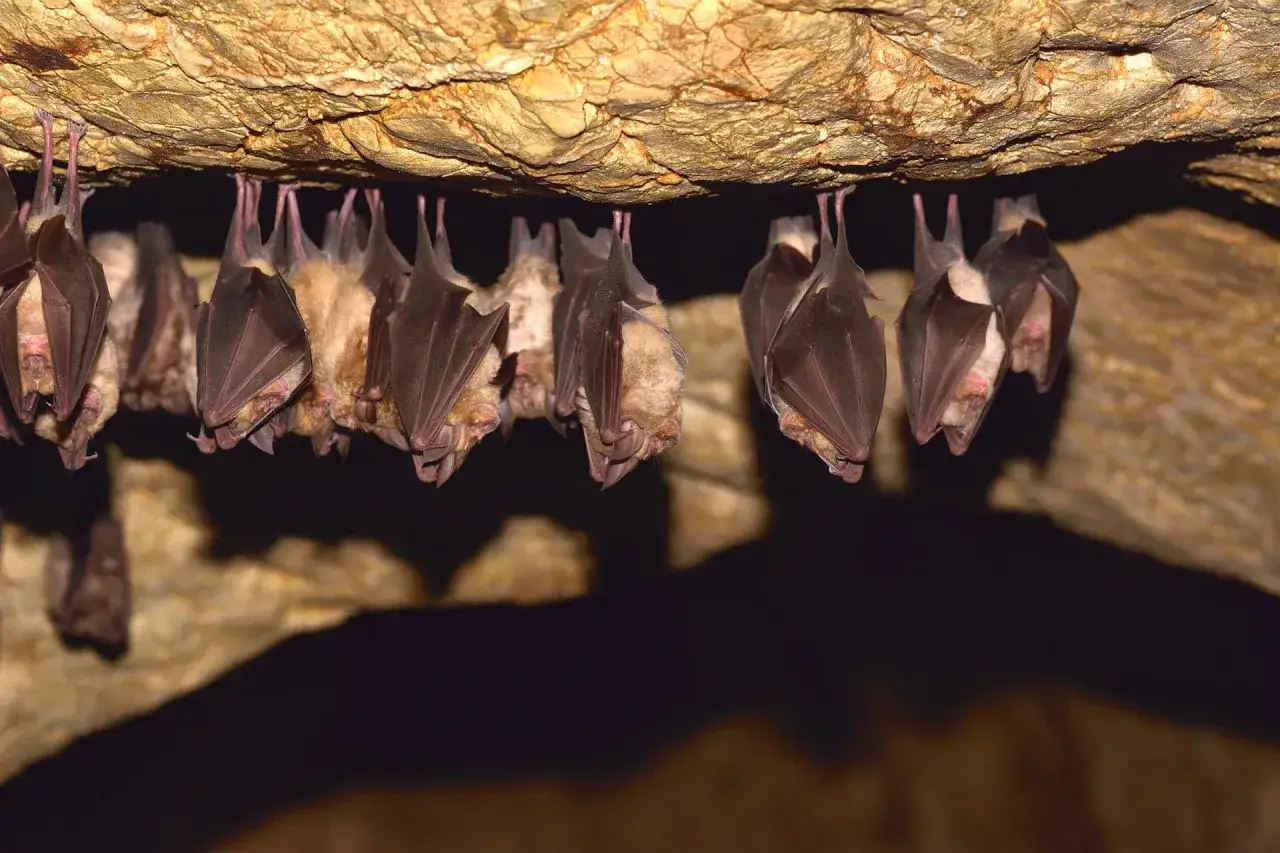 Eine Kolonie Fledermäuse hängt kopfüber in einer Höhle. Sie halten Winterschlaf, wie lange, hängt von der Art ab.