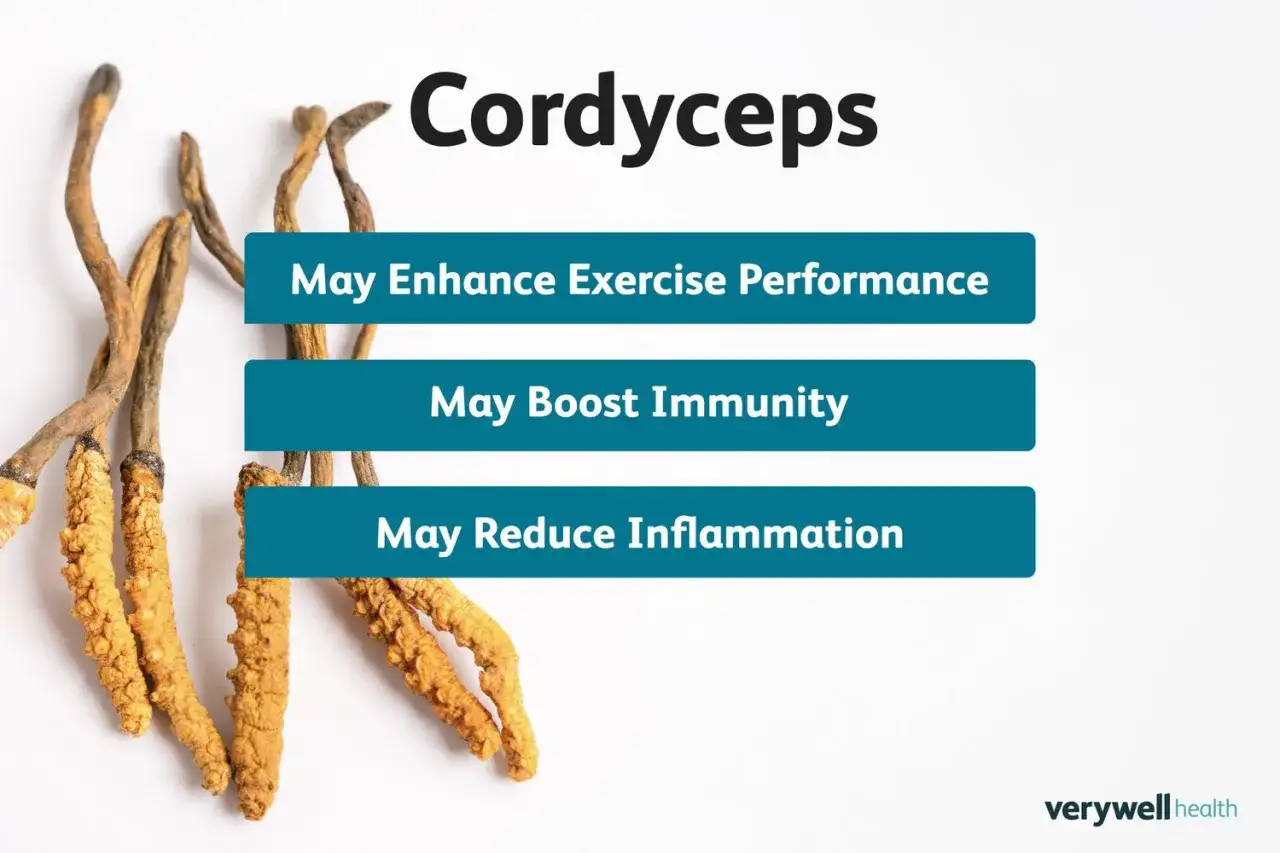 Cordyceps : am&eacute;liore la performance sportive, renforce l'immunit&eacute; et r&eacute;duit l'inflammation. D&eacute;couvrez les cordyceps bienfaits.