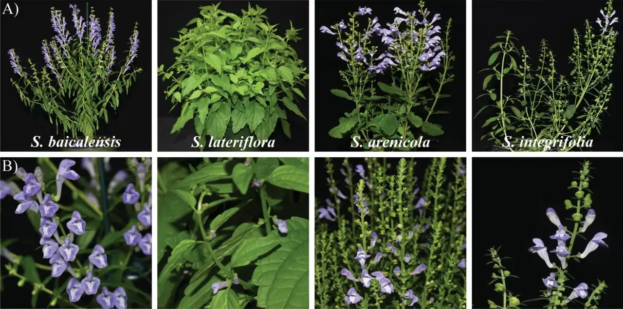 Vier verschiedene Arten von Helmkraut (Scutellaria) mit ihren charakteristischen Blüten und Blättern. Die helmkraut wirkung ist vielfältig.