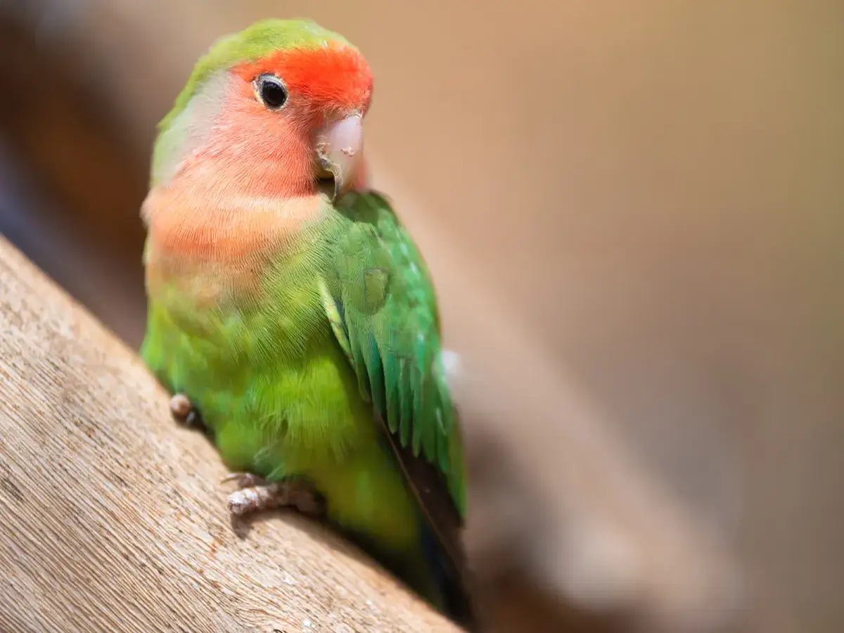 Un piccolo pappagallo dal petto arancione e piumaggio verde brillante, forse un po' spaventato, trema su un ramo di legno.