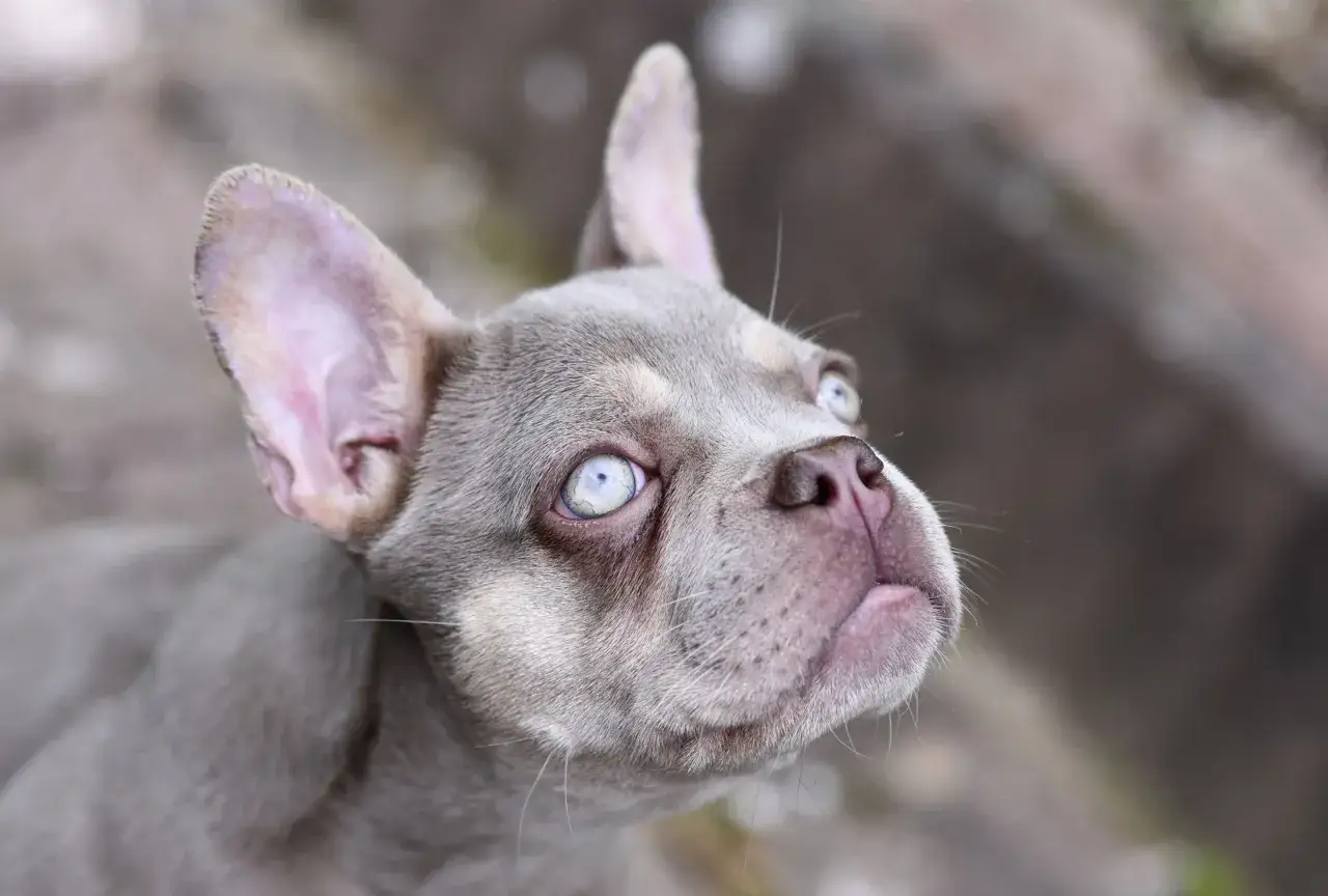 Un chien aux yeux bleus, peut-&ecirc;tre atteint d'une maladie, regarde vers le ciel avec une expression curieuse.