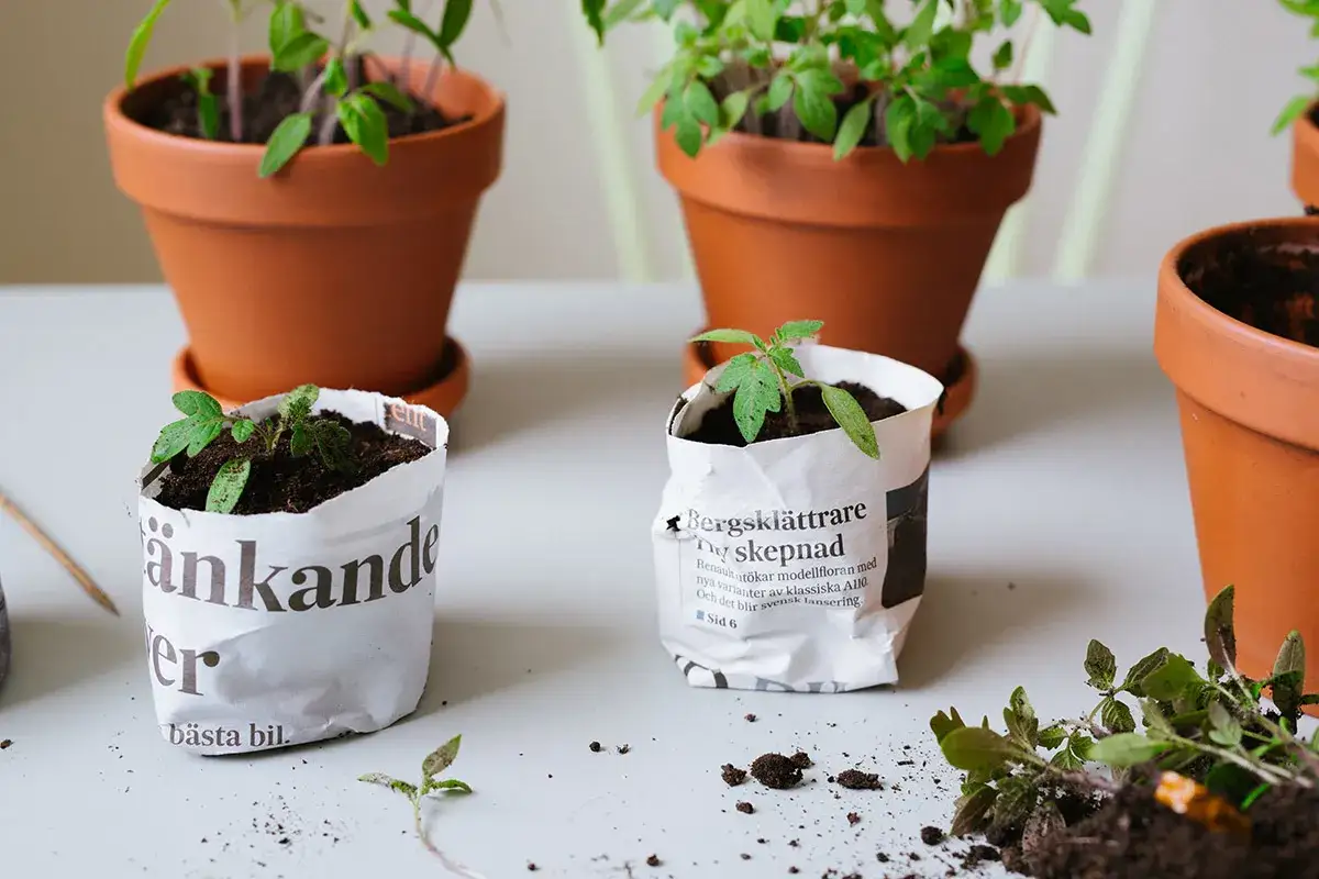 Små tomatplantor i tidningskrukor redo att plantera om. Terracottakrukor i bakgrunden.