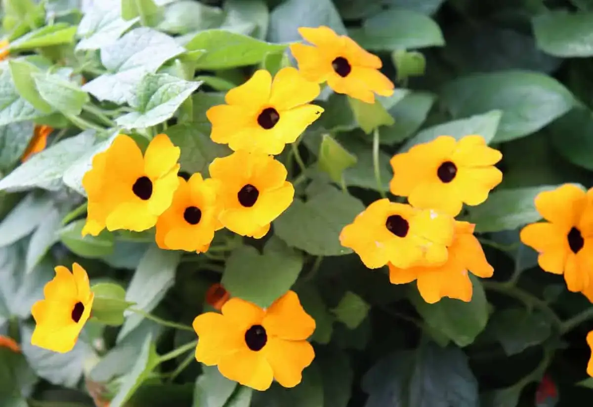 Des fleurs jaunes vives, comme des suzanne aux yeux noirs, s'&eacute;panouissent sur un fond de feuilles vertes.