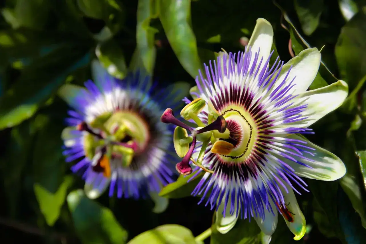 Zwei Passionsblumen, deren komplexe Bl&uuml;tenbl&auml;tter an die komplexen **Passionsblume Nebenwirkungen** erinnern, die bei manchen Menschen auftreten k&ouml;nnen.