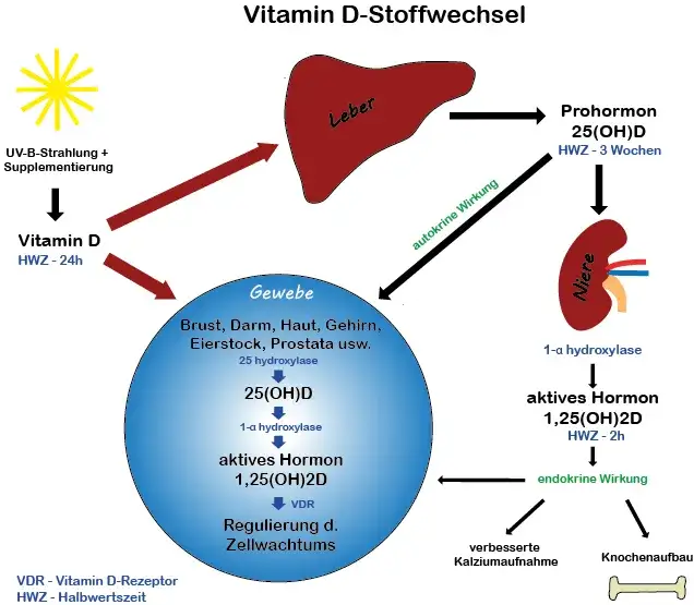 Zdjęcie Die richtige Vitamin D Aufnahme: So verbessern Sie Ihre Versorgung