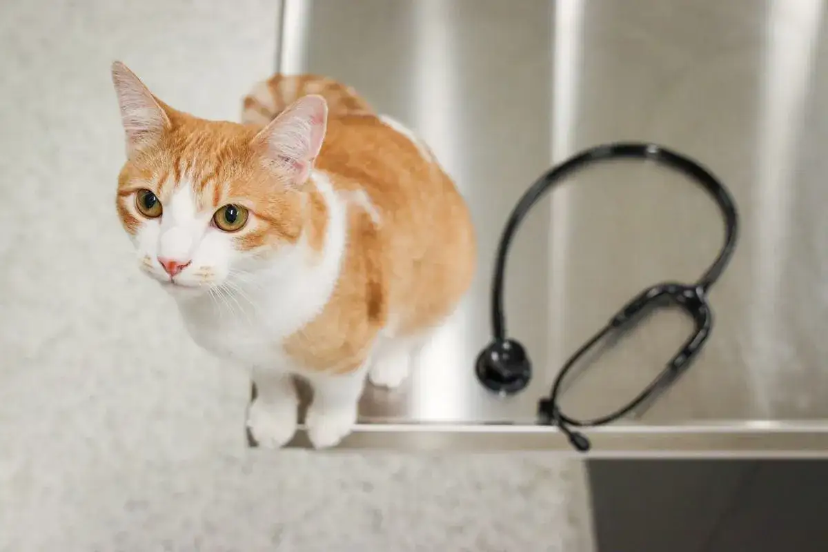 An orange and white cat sits on a metal surface next to a stethoscope, perhaps awaiting diagnosis for ibs in cats.