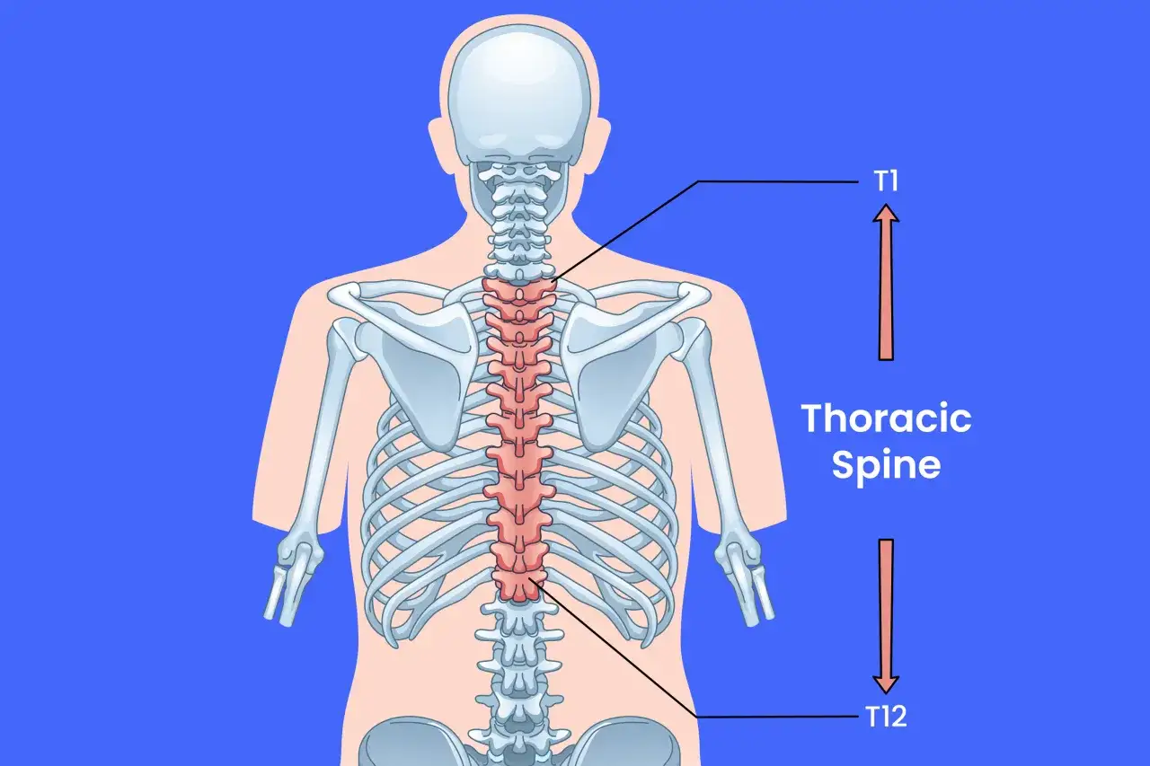 Schiena umana con colonna vertebrale toracica evidenziata. Una frattura vertebra D12 pu&ograve; avere conseguenze significative.