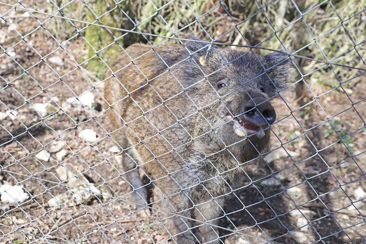 Un jeune sanglier, prêt à adopter, regarde à travers une clôture, ses défenses visibles.