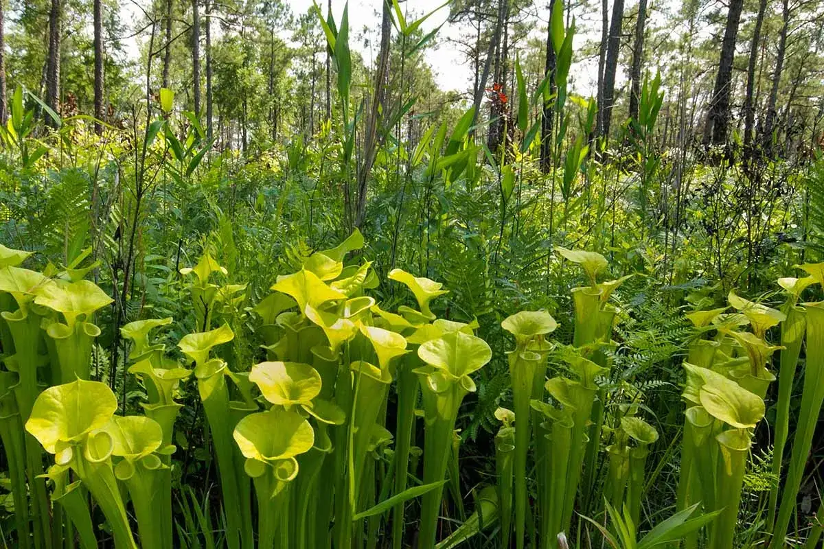 Un gruppo di Sarracenia in un bosco umido. La loro cura è semplice in un ambiente naturale.