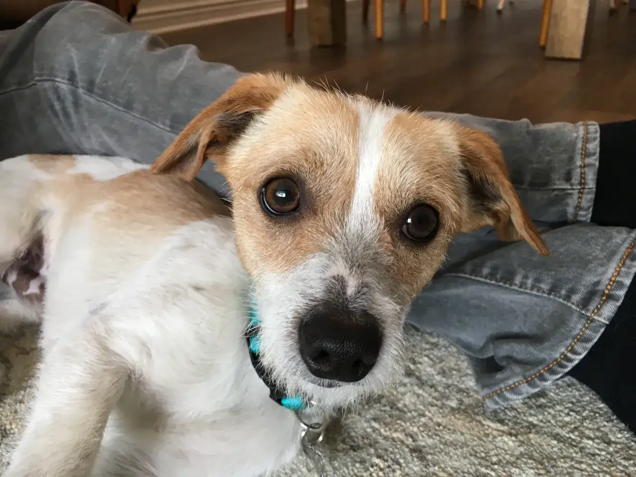 Uroczy jack russell terrier leży na kanapie, gotowy do nauki. Jak wytresować jack russell terrier? Z miłością i cierpliwością!