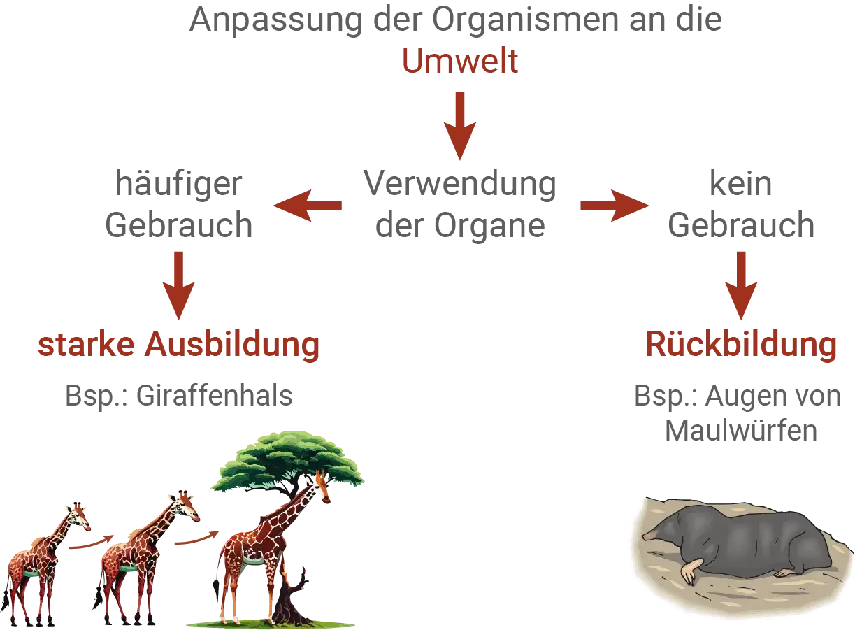 Schema zur Lamarckschen Evolutionstheorie: Anpassung durch Gebrauch oder Nichtgebrauch von Organen, z.B. Giraffenhals vs. Maulwurfaugen.