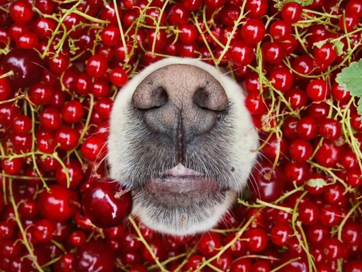 Ein Hund schnuppert neugierig an roten Johannisbeeren. Darf Hund Johannisbeeren essen? Dieser s&uuml;&szlig;e Vierbeiner scheint es zu genie&szlig;en!